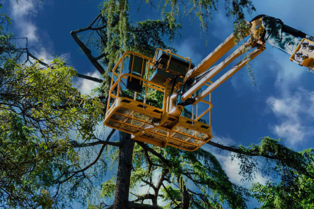 How Our Tree Care Process Works  in Boron, CA